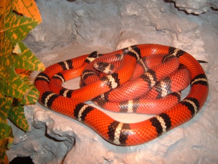 Vörös Királysikló pár!