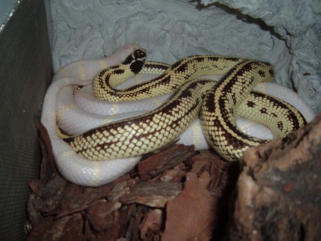 Kaliforniai Királysikló pár!