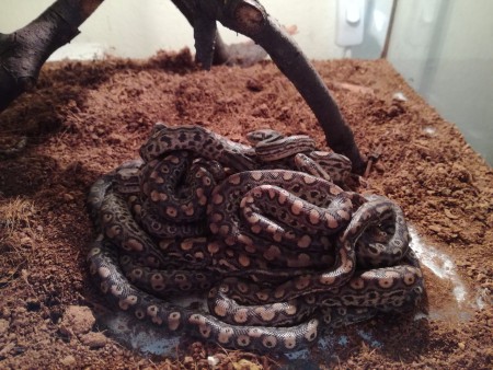 2017 Szivárványos Boa babák!